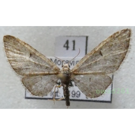 Eupithecia abbreviata Stephens, 1831 Czech41